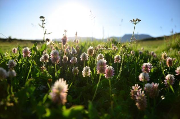 Pevonia Botanica: přírodní kosmetika